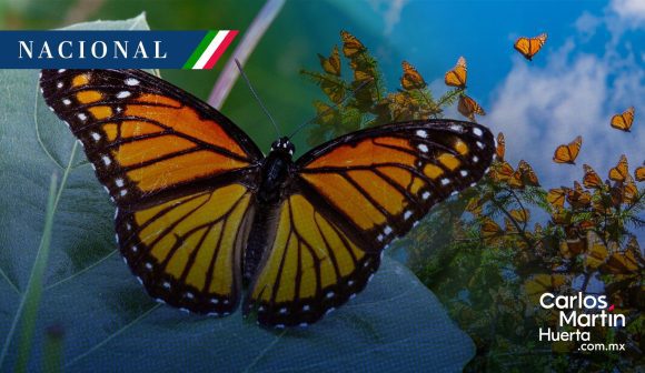 Comienza la temporada de la Mariposa Monarca en México