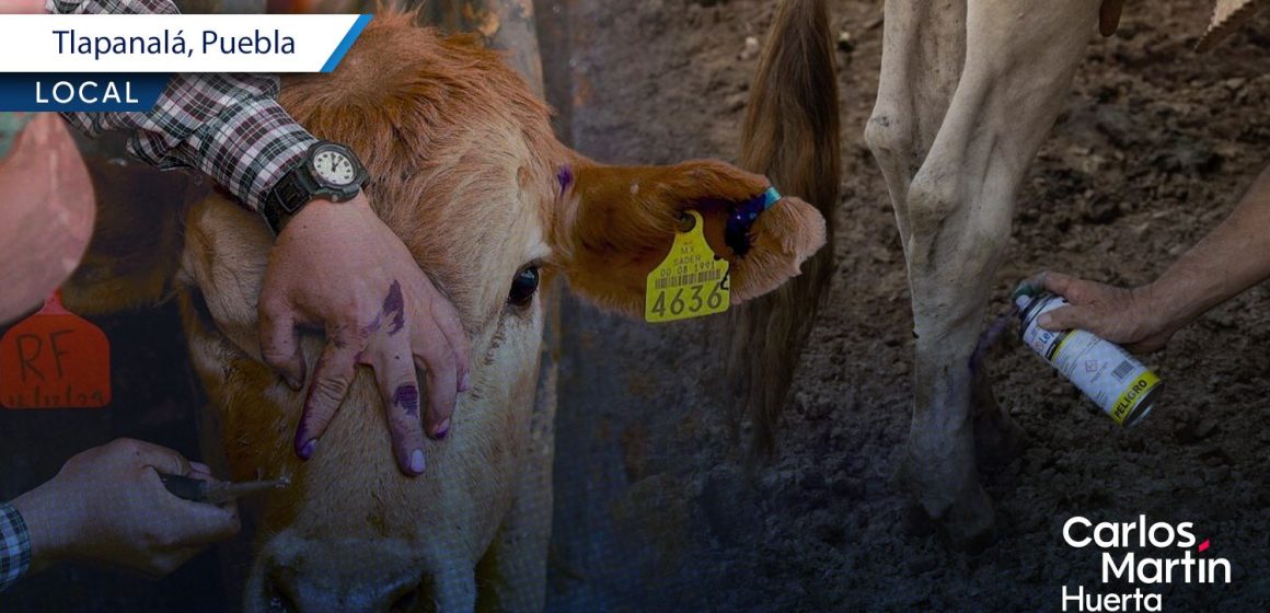 Detectan nuevo caso de gusano barrenador en Tlapanalá; realizan campaña preventiva de revisión