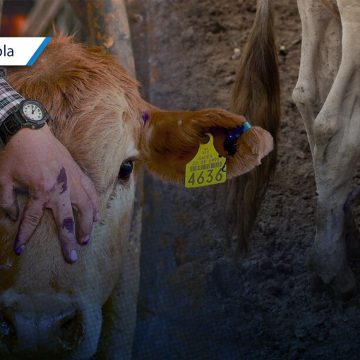 Detectan nuevo caso de gusano barrenador en Tlapanalá; realizan campaña preventiva de revisión