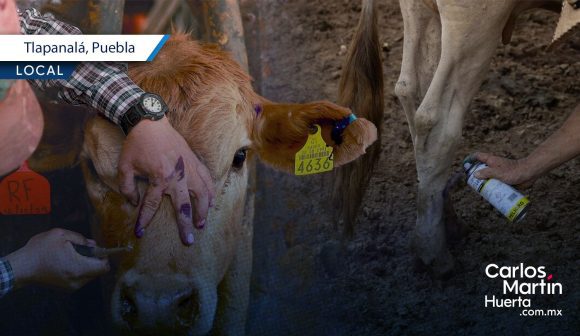 Detectan nuevo caso de gusano barrenador en Tlapanalá; realizan campaña preventiva de revisión