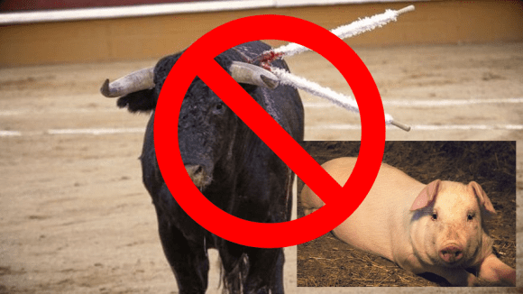 IBA logra suspensión de eventos con maltrato animal en Venustiano Carranza y Tlachichuca