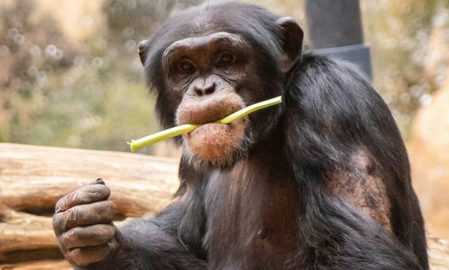 ¿Chimpancés, pensadores racionales?; estudio redefine la inteligencia animal 1 ESTUDIOCHIMPANCES 920x554 1