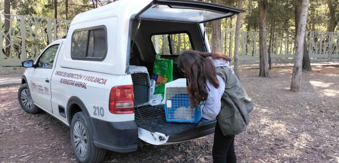 Instituto de Bienestar Animal realizó rescate de gato en condiciones de riesgo