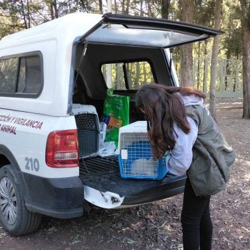 Instituto de Bienestar Animal realizó rescate de gato en condiciones de riesgo