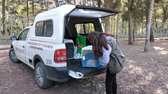 Instituto de Bienestar Animal realizó rescate de gato en condiciones de riesgo