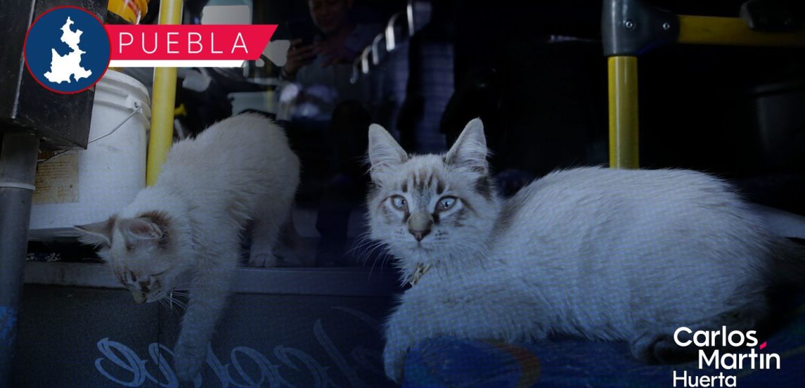 Roban a ‘Zafiro’, el gato cobrador de la ruta “Morados” en Puebla