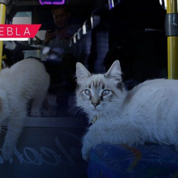 Gato Zafiro - ruta Morados Roban a ‘Zafiro’, el gato cobrador de la ruta “Morados” en Puebla