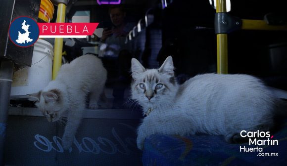 Roban a ‘Zafiro’, el gato cobrador de la ruta “Morados” en Puebla
