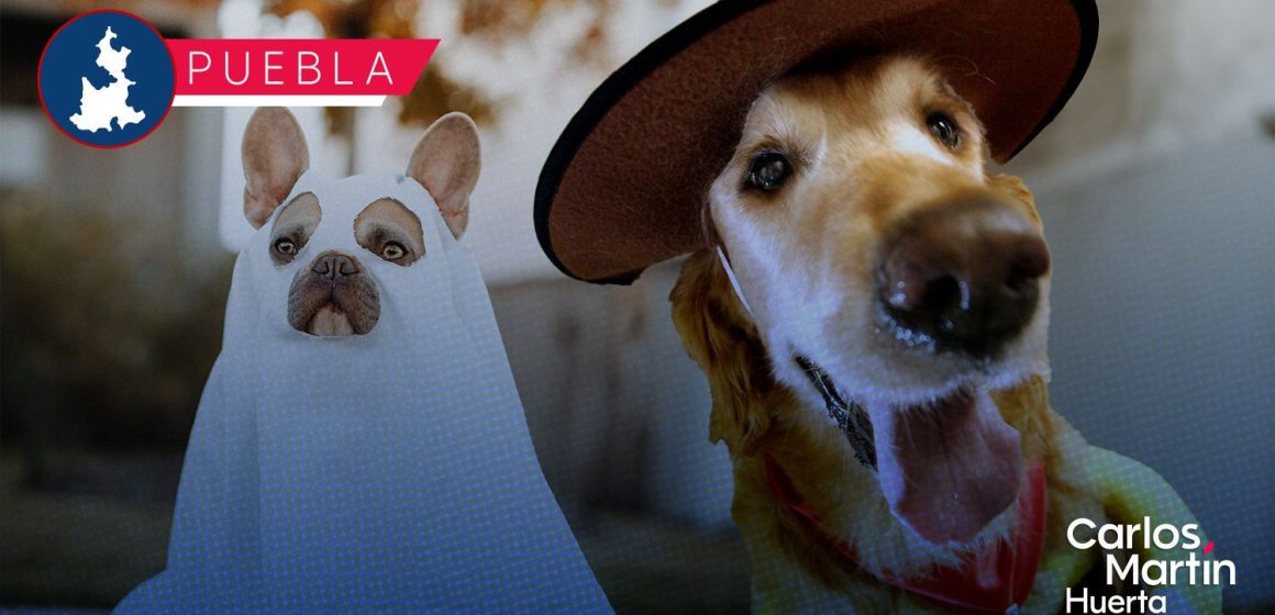 IBA invita a participar en su concurso de disfraces Guau-loween 2025 IBA invita a participar en su concurso de disfraces “Guau-loween 2025”