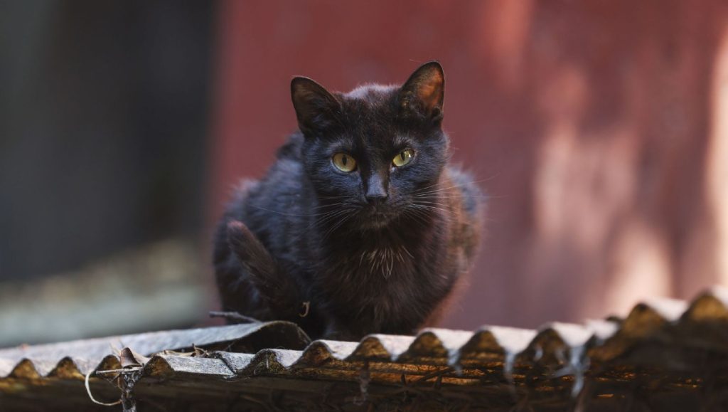 IBA invita a participar en su concurso de disfraces "Guau-loween 2025" 2 IBA invita a participar en su concurso de disfraces 22Guau loween 202522 3