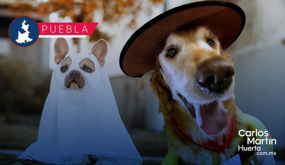 IBA invita a participar en su concurso de disfraces “Guau-loween 2025”