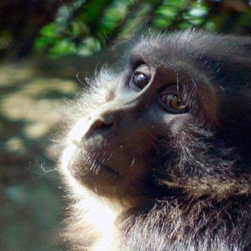 MACACOS Los monos también pueden seguir el ritmo de la música