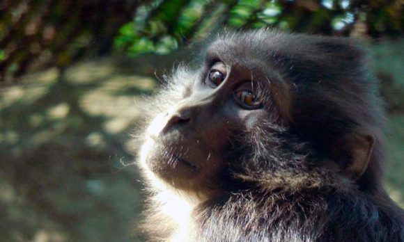 Los monos también pueden seguir el ritmo de la música