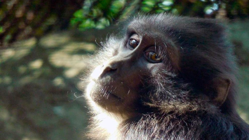 Los monos también pueden seguir el ritmo de la música