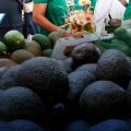 San Pedro Benito Juárez invita a la Feria del Aguacate 2025