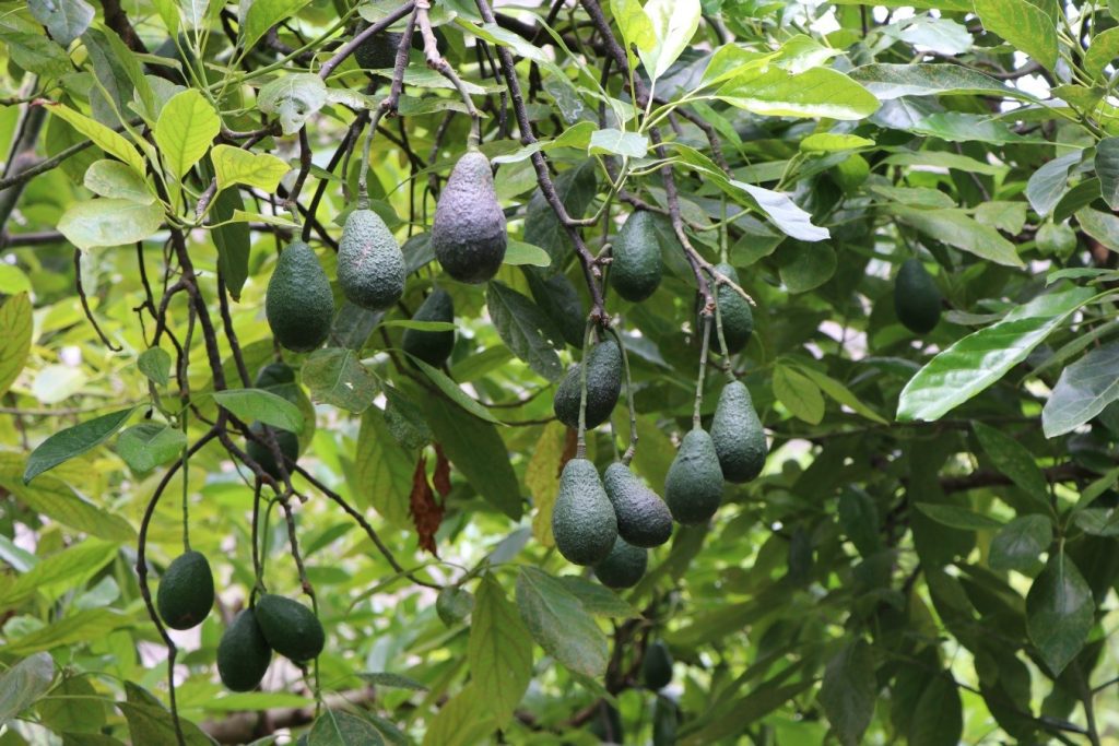 San Pedro Benito Juárez invita a la Feria del Aguacate 2025 1 San Pedro Benito Juárez invita a la Feria del Aguacate 2025