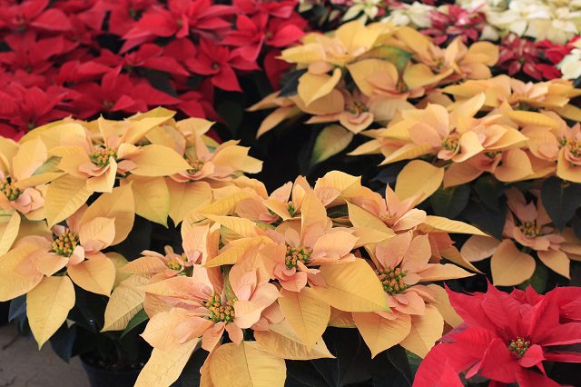 Tenango de las Flores listo para la Expo Navideña 2025