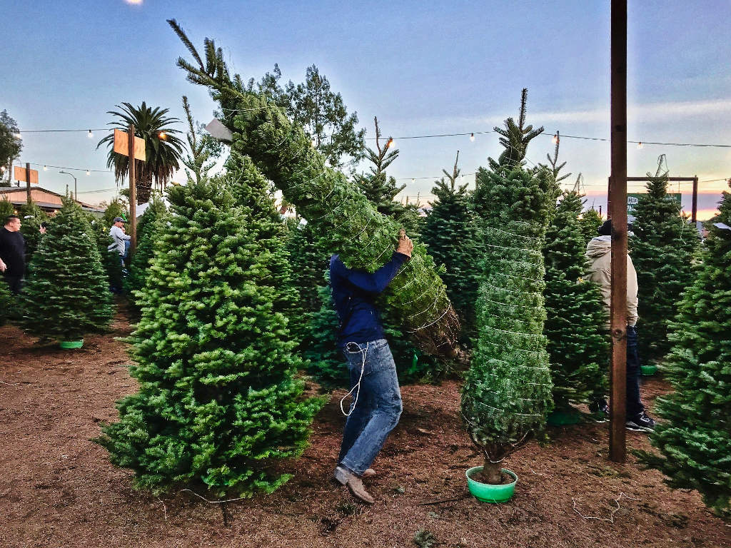 Tenango de las Flores listo para la Expo Navidena 2025 3