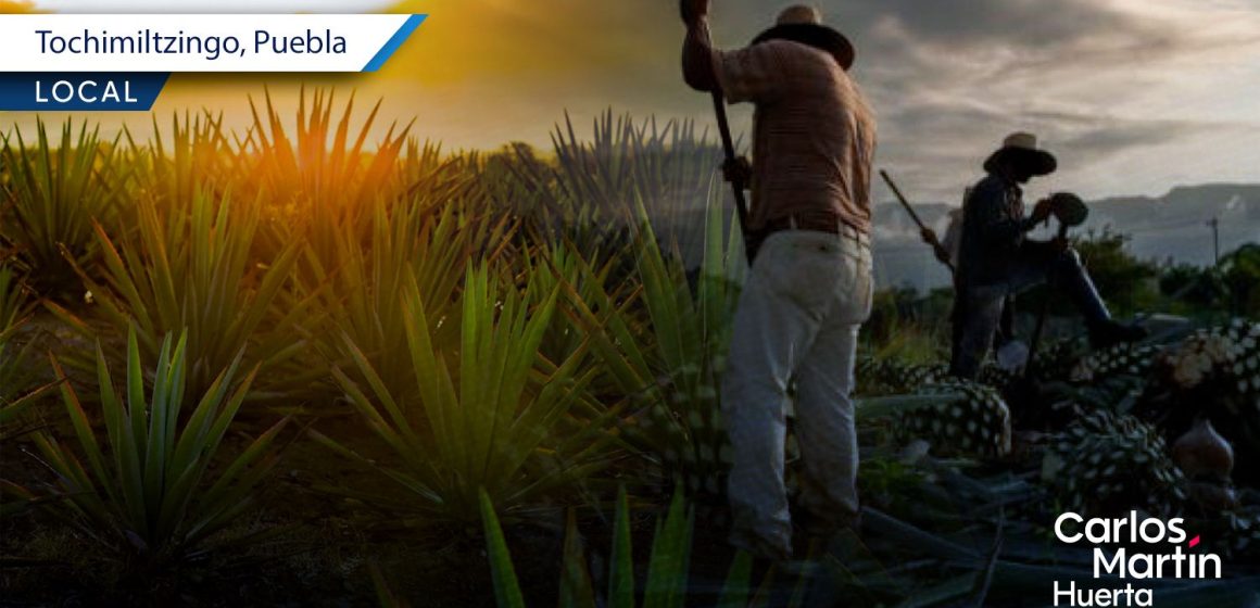 Tochimiltzingo anuncia la Feria del Mezcal y el Agave 2025 Tochimiltzingo anuncia la Feria del Mezcal y el Agave 2025