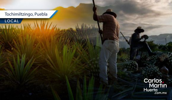Tochimiltzingo anuncia la Feria del Mezcal y el Agave 2025