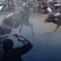 Toro embiste padre e hijo durante jaripeo en Atlixco