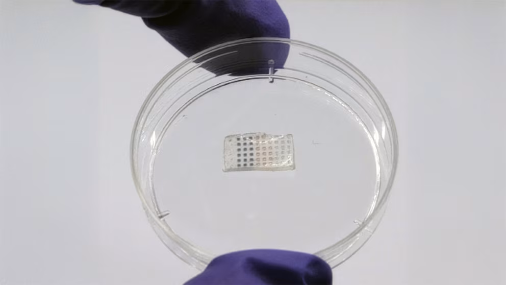 ¡Avance medico Crean parche flexible para regenerar el corazon tras un infarto 3