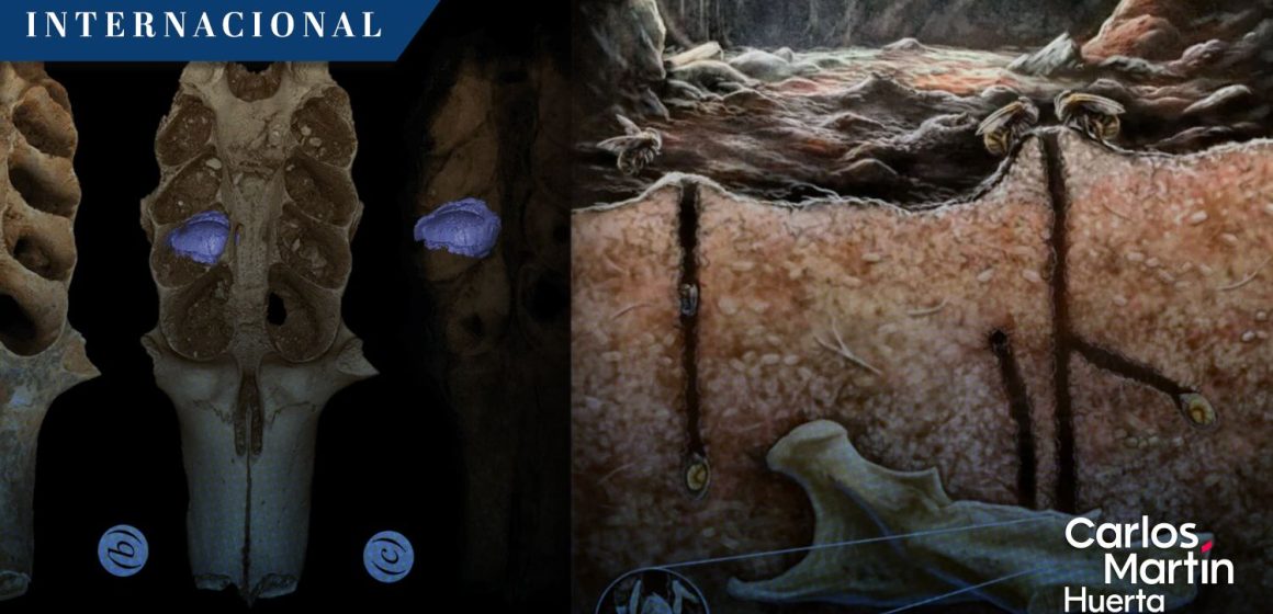 Abejas del Pleistoceno Descubren panales fosilizados dentro de huesos en El Caribe Abejas del Pleistoceno: Descubren panales fosilizados dentro de huesos en El Caribe