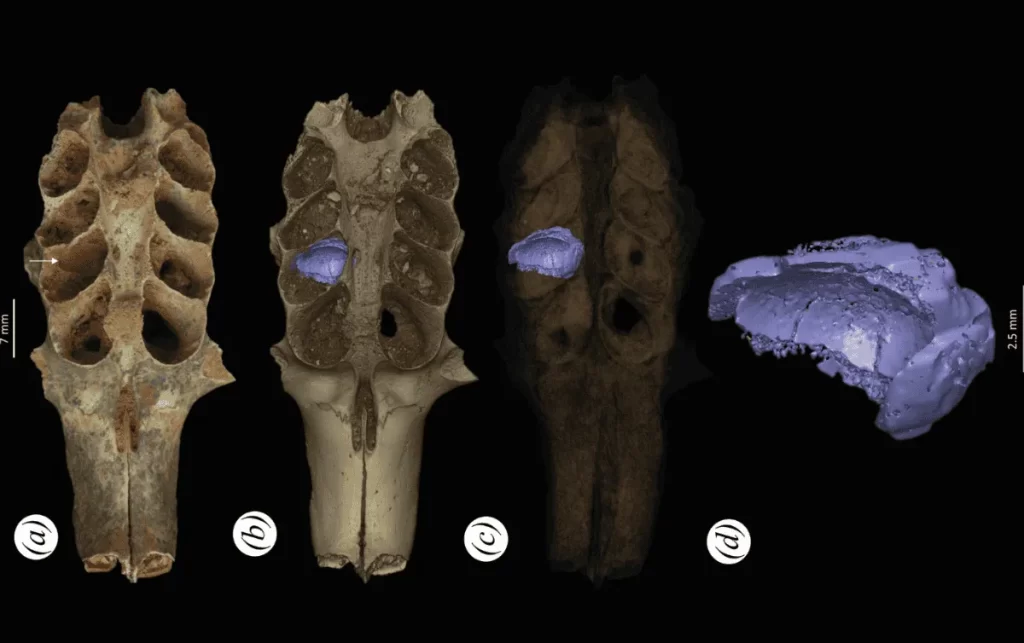 Abejas del Pleistoceno: Descubren panales fosilizados dentro de huesos en El Caribe 1 Abejas del Pleistoceno: Descubren panales fosilizados dentro de huesos en El Caribe