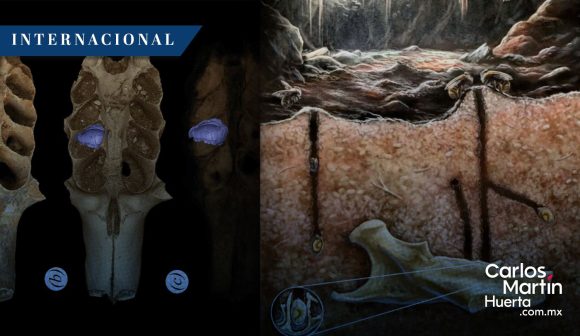 Abejas del Pleistoceno: Descubren panales fosilizados dentro de huesos en El Caribe