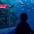 Acuario Michin lanza promoción por temporada navideña; boletos a 99 pesos