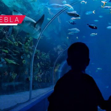 Acuario Michin lanza promoción por temporada navideña; boletos a 99 pesos