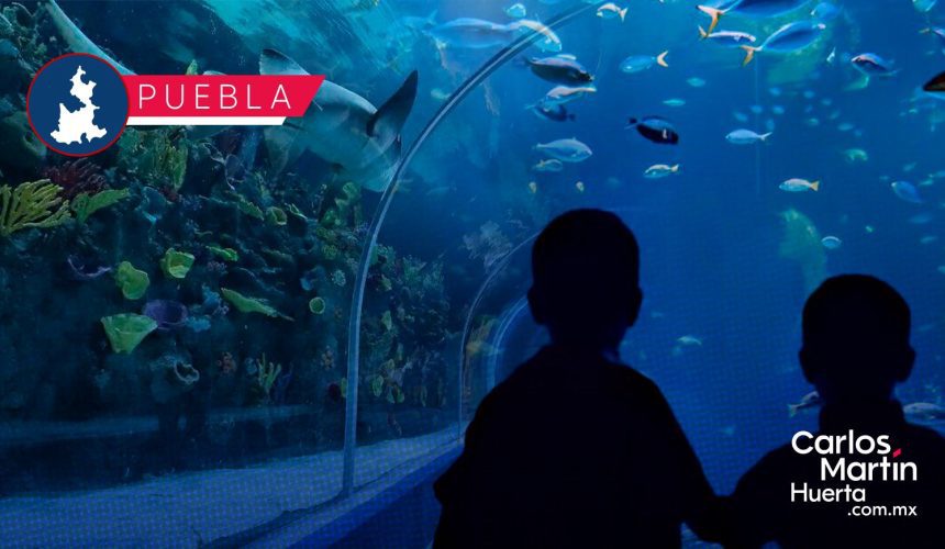 Acuario Michin lanza promoción por temporada navideña; boletos a 99 pesos