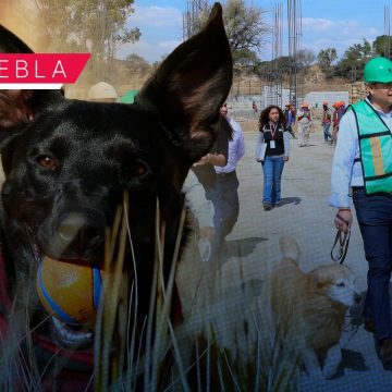 Portada Avanza construcción de Centro de Bienestar Animal; dignificará atención de seres sintientes CMH Avanza construcción de Centro de Bienestar Animal; dignificará atención de seres sintientes