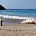 Localizan ballena muerta en playa de Punta Pérula, Jalisco