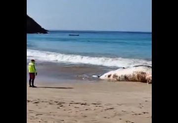 Localizan ballena muerta en playa de Punta Pérula, Jalisco