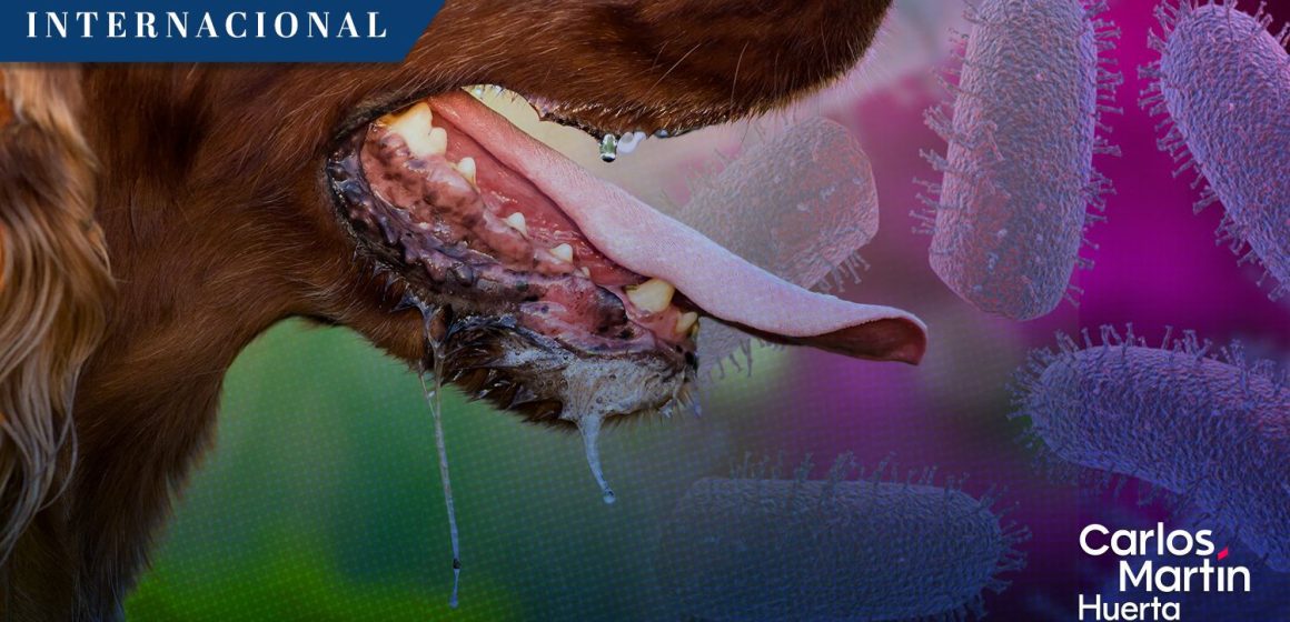 Chicago reporta su primer caso de rabia en más de 60 años