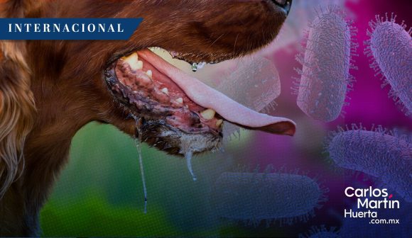 Chicago reporta su primer caso de rabia en más de 60 años