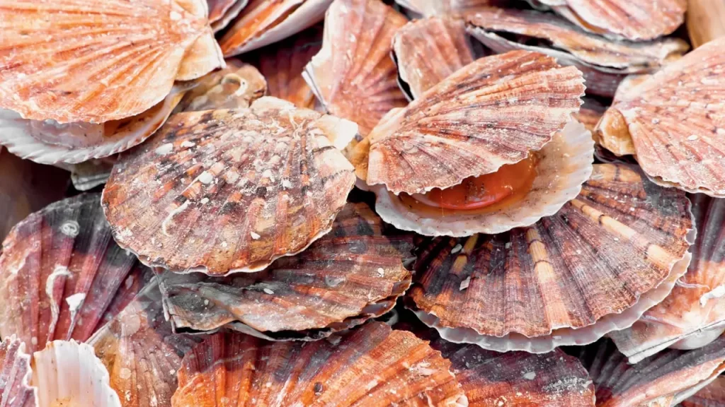 Conchas marinas: La innovadora solución para sustituir el cemento y reducir el impacto ambiental