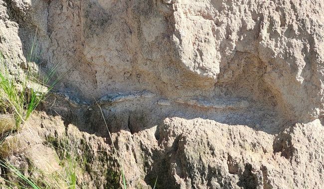 El INAH resguarda fósiles de megafauna encontrados en Acatzingo 1 El INAH resguarda fósiles de megafauna encontrados en Acatzingo