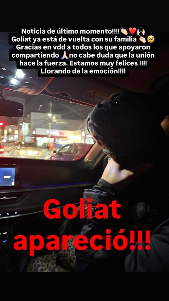 Goliat, el bulldog francés robado en San Pedro Cholula, regresa con su familia