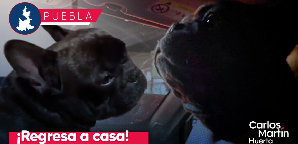 Goliat, el bulldog francés robado en San Pedro Cholula, regresa con su familia