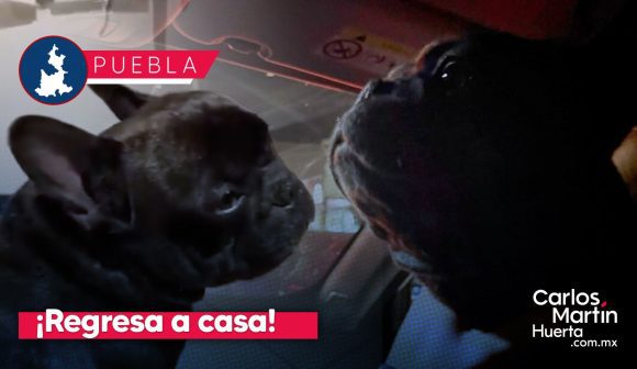 Goliat, el bulldog francés robado en San Pedro Cholula, regresa con su familia