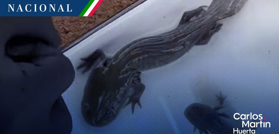 Hallazgo histórico en Querétaro: Reaparece el ajolote del Altiplano tras 15 años de ausencia