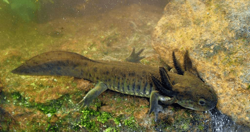 Hallazgo histórico en Querétaro: Reaparece el ajolote del Altiplano tras 15 años de ausencia