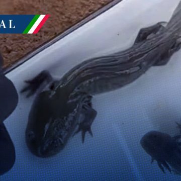 Hallazgo histórico en Querétaro: Reaparece el ajolote del Altiplano tras 15 años de ausencia