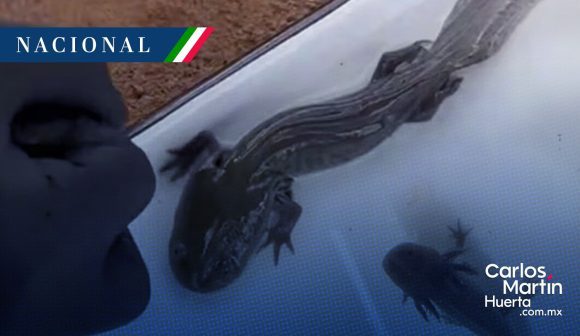 Hallazgo histórico en Querétaro: Reaparece el ajolote del Altiplano tras 15 años de ausencia