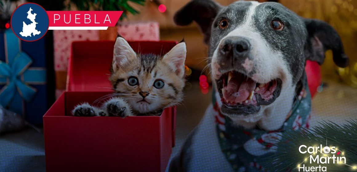 IBA invita a adoptar mascotas durante la temporada decembrina IBA invita a adoptar mascotas durante la temporada decembrina