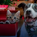 IBA invita a adoptar mascotas durante la temporada decembrina