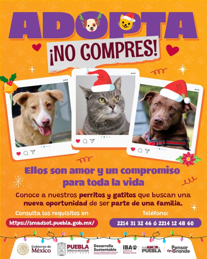 IBA invita a adoptar mascotas durante la temporada decembrina 1 IBA invita a adoptar mascotas durante la temporada decembrina