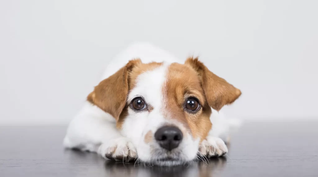 Invitan a poblanos a adoptar mascotas en Navidad; más de 600 animales buscan hogar en Puebla 1 IBA invita a adoptar mascotas durante la temporada decembrina 3